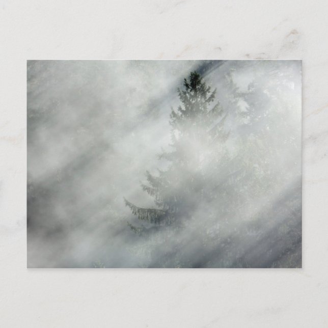 Cartão Postal Parque Nacional Olímpico | Vale do Rio Hoh (Frente)