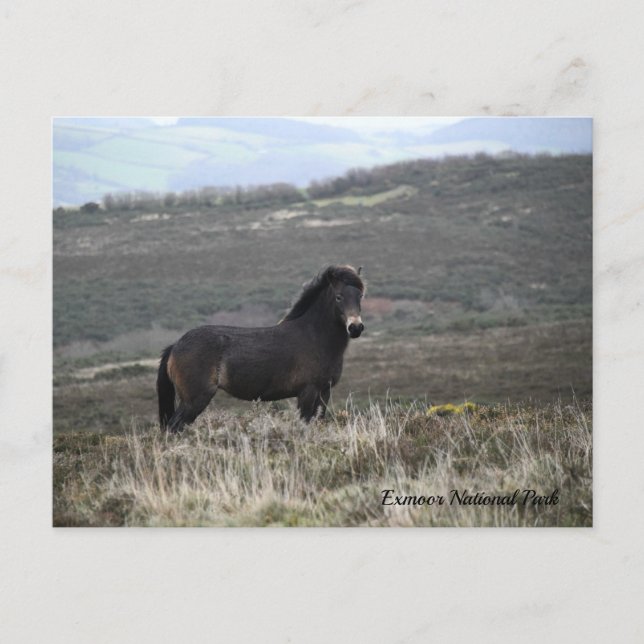 Cartão Postal Parque Nacional Pony Photo Exmoor, (Frente)