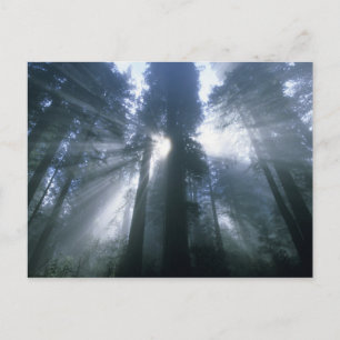 Cartão Postal Parque Nacional Redwood, Condado de Del Norte, neb