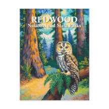 Parque Nacional Redwood Floresta Coruja Estilo Van