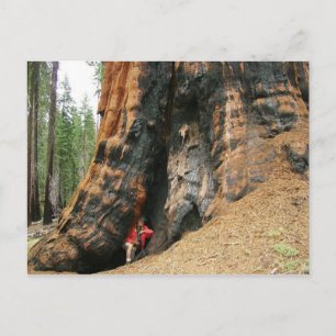 Cartão Postal Parque Nacional Sequoia