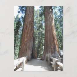 Cartão Postal Parque Nacional Sequoia