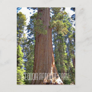 Cartão Postal Parque Nacional Sequoia