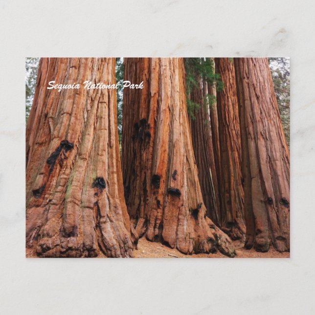 Cartão Postal Parque Nacional Sequoia (Frente)