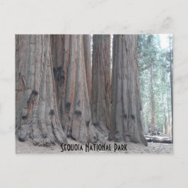 Cartão Postal Parque Nacional Sequoia