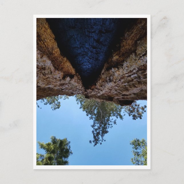 Cartão Postal Parque Nacional Sequoia: Dias Cães (Frente)