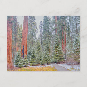 Cartão Postal Parque Nacional Sequoia no Inverno