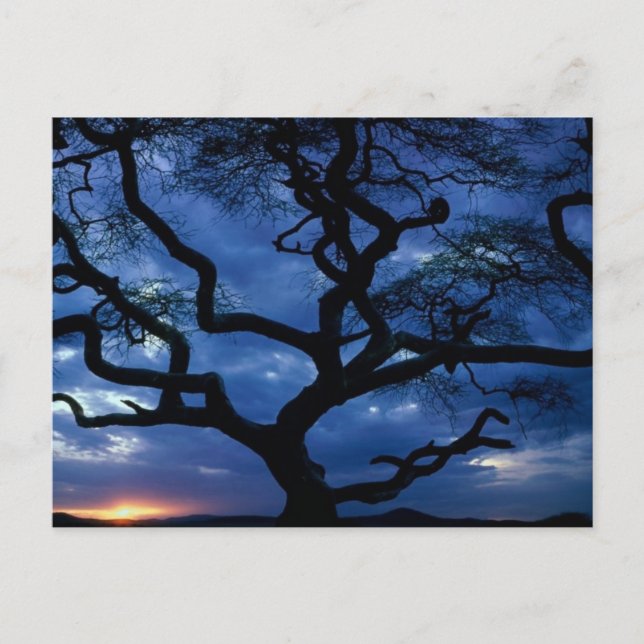 Cartão Postal Parque Nacional Serengeti, Tanzânia (Frente)