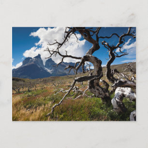 Cartão Postal Parque Nacional Torres del Paine, árvores danifica