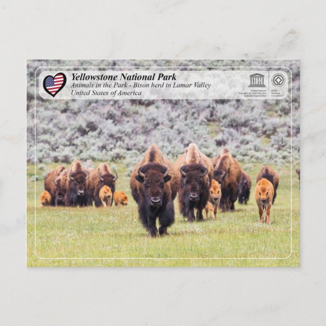 Cartão Postal Parque Nacional Yellowstone - Bison Americano (Frente)