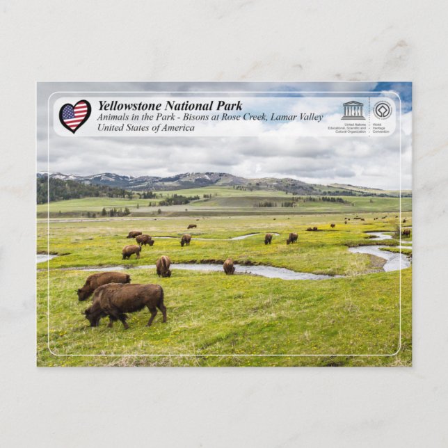 Cartão Postal Parque Nacional Yellowstone - Bison Americano (Frente)