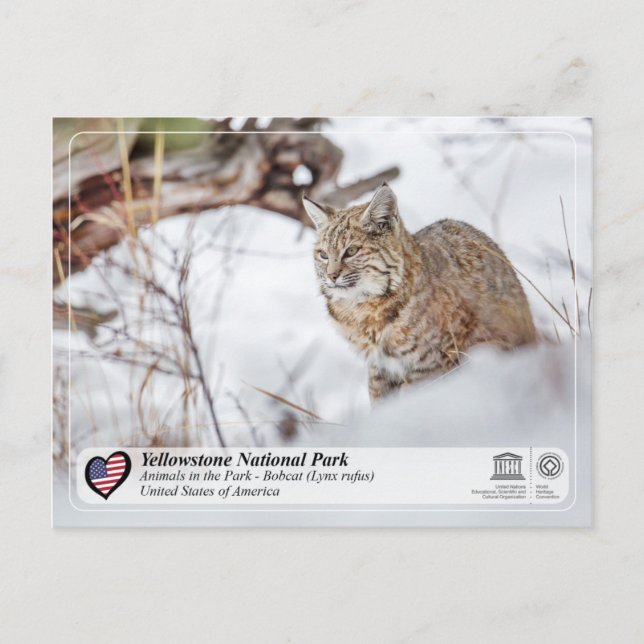 Cartão Postal Parque Nacional Yellowstone - Bobcat (Frente)