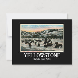 Cartão Postal Parque Nacional Yellowstone, Buffalo Herd, 1930