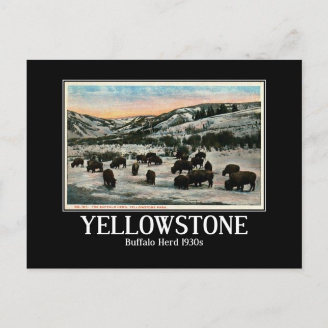 Cartão Postal Parque Nacional Yellowstone, Buffalo Herd, 1930 (Frente)