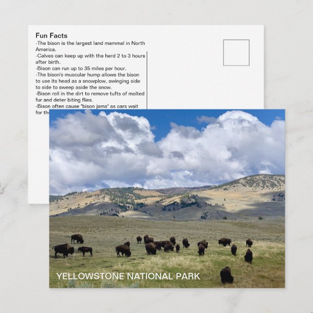 Cartão Postal Parque Nacional Yellowstone de Fatos de Diversão B (Frente/Verso)