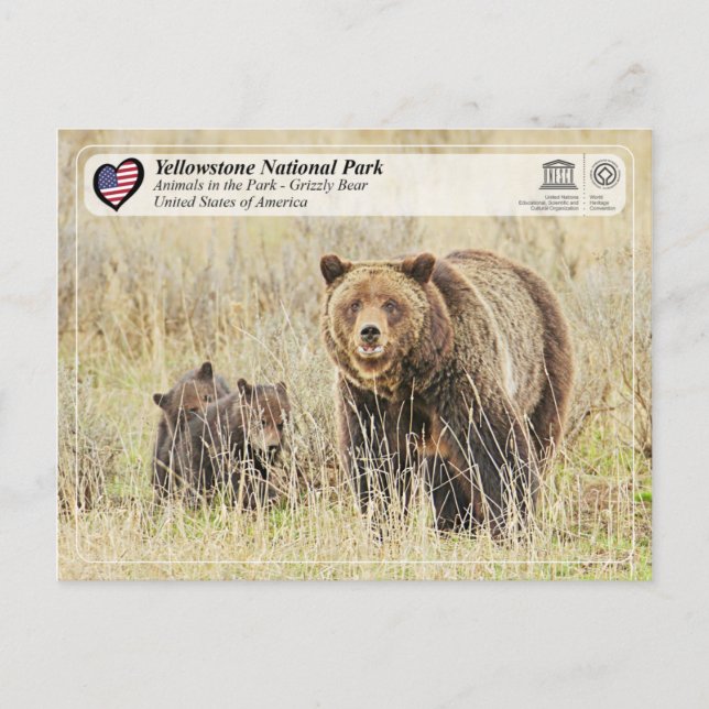Cartão Postal Parque Nacional Yellowstone - Urso Grizzly (Frente)