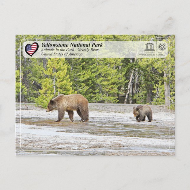 Cartão Postal Parque Nacional Yellowstone - Urso Grizzly (Frente)