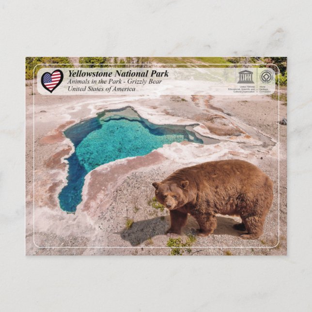 Cartão Postal Parque Nacional Yellowstone - Urso Grizzly (Frente)