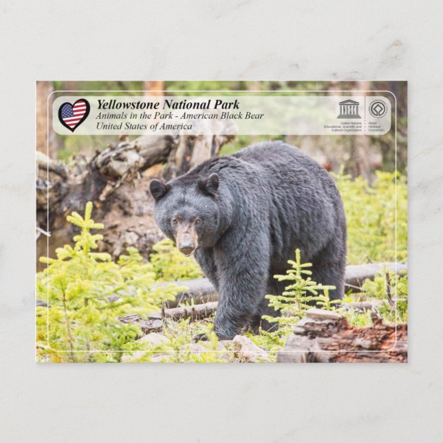 Cartão Postal Parque Nacional Yellowstone - Urso Negro (Frente)