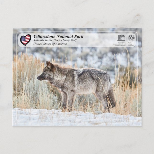 Cartão Postal Parque Nacional Yellowstone - Wolf Cinza (Frente)