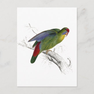 Cartão Postal Parrakeet de borda vermelha