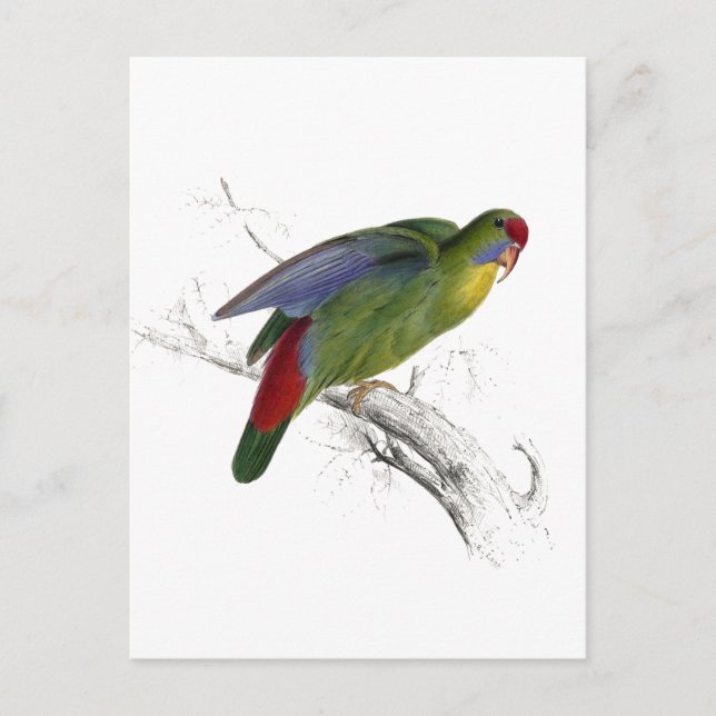Cartão Postal Parrakeet de borda vermelha (Frente)
