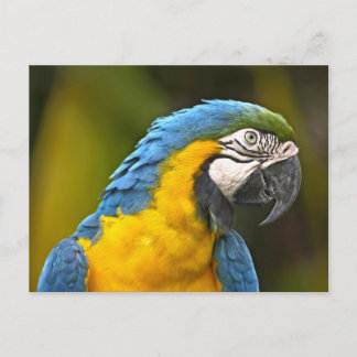Cartão Postal Parrot