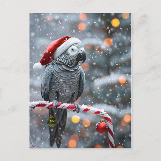 Cartão Postal Parrot Holiday Card — Winter Wonder  (Frente)