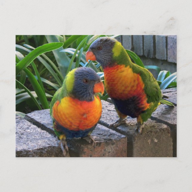 Cartão Postal Parrot Pals (Frente)
