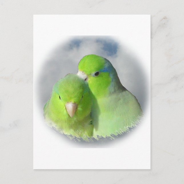 Cartão Postal Parrotlet par verde (Frente)