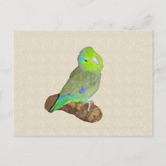 Cartão Postal Parrotlet verde (Frente)