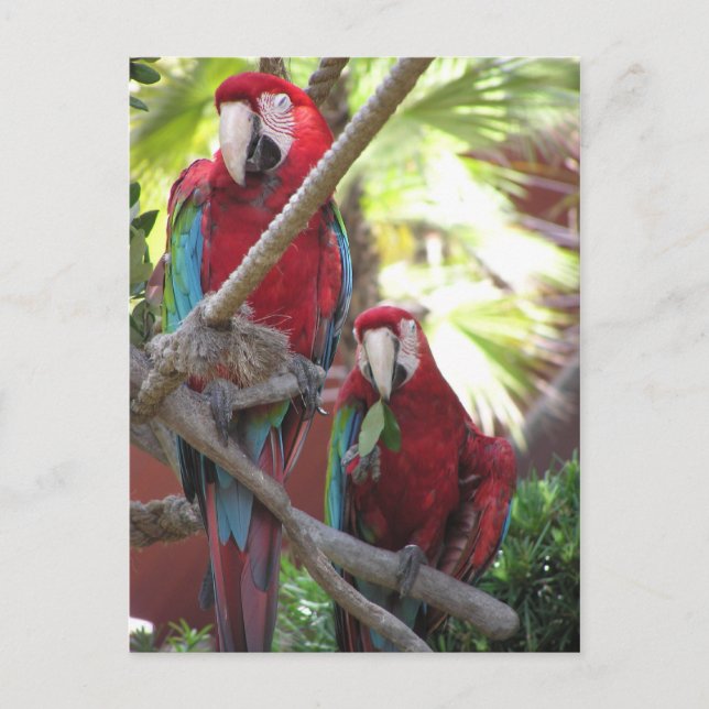 Cartão postal Parrots (Frente)