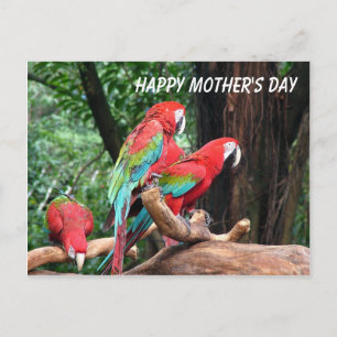 Cartão Postal Parrots Happy Mather's Day