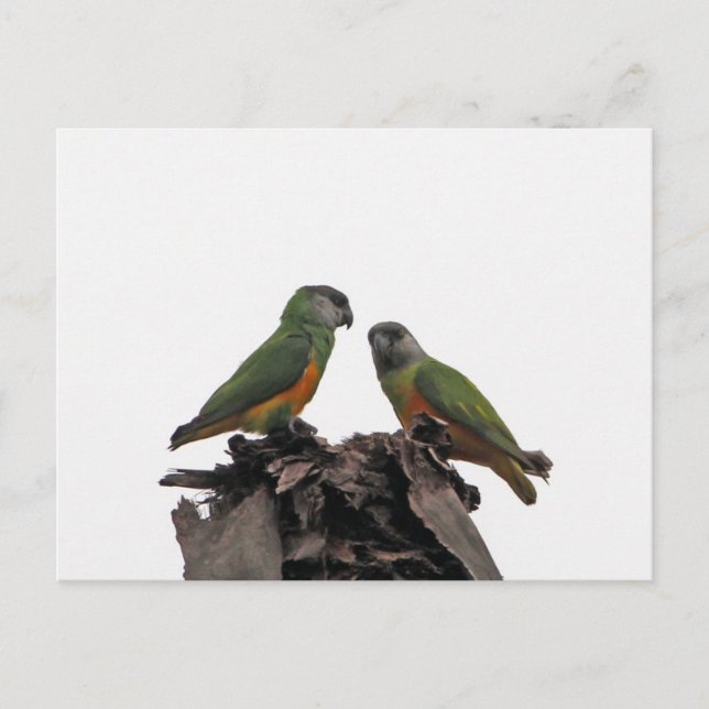 Cartão Postal Parrots Senegal (Frente)