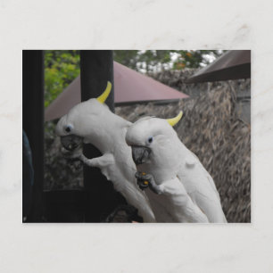 Cartão Postal Parrott