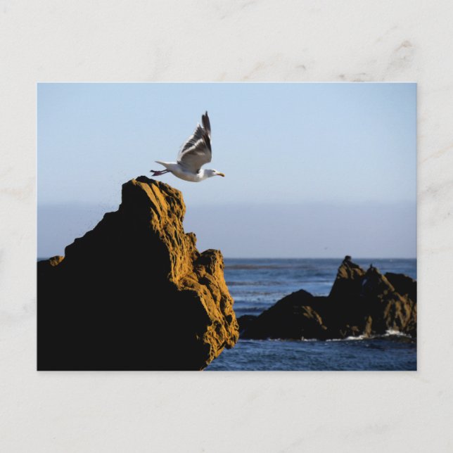 Cartão Postal Partes de Seagull (Frente)