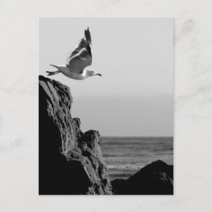 Cartão Postal Partes de Seagull