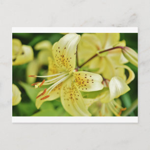 Cartão Postal Partes do Casamento de Lily Blooms