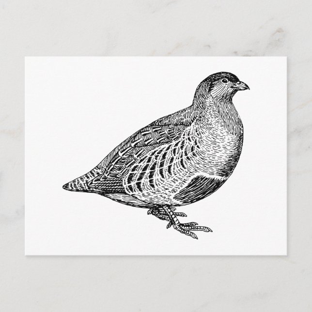 Cartão Postal Partridge Bird Art (Frente)