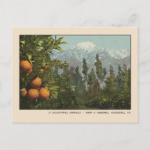 Pasadena Postcard Snow e Orange Groves