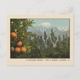 Cartão Postal Pasadena Postcard Snow e Orange Groves