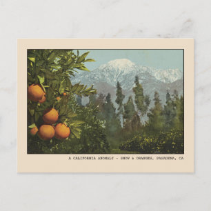Cartão Postal Pasadena Postcard Snow e Orange Groves
