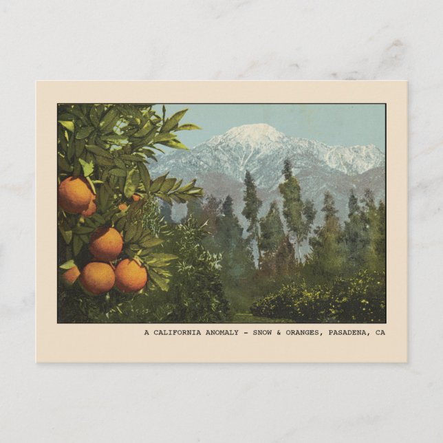 Cartão Postal Pasadena Postcard Snow e Orange Groves (Frente)