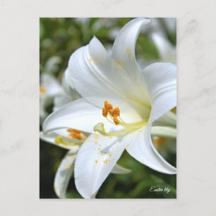 Cartão Postal Páscoa Lily [Cartão postal] ポ ス ト Team
