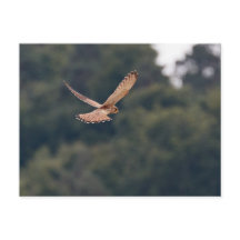 Passagem comum do Kestrel em busca de presa