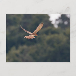 Cartão Postal Passagem comum do Kestrel em busca de presa