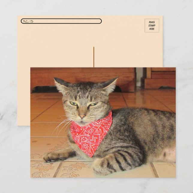 Cartão Postal Passagem - Oliver O Gato na Bandana (Frente/Verso)