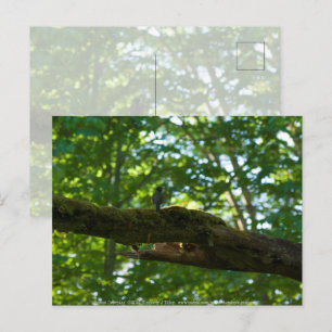 Cartão Postal Passarela da Floresta