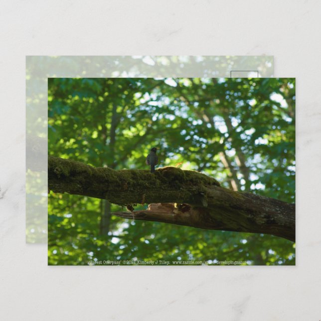 Cartão Postal Passarela da Floresta (Frente/Verso)