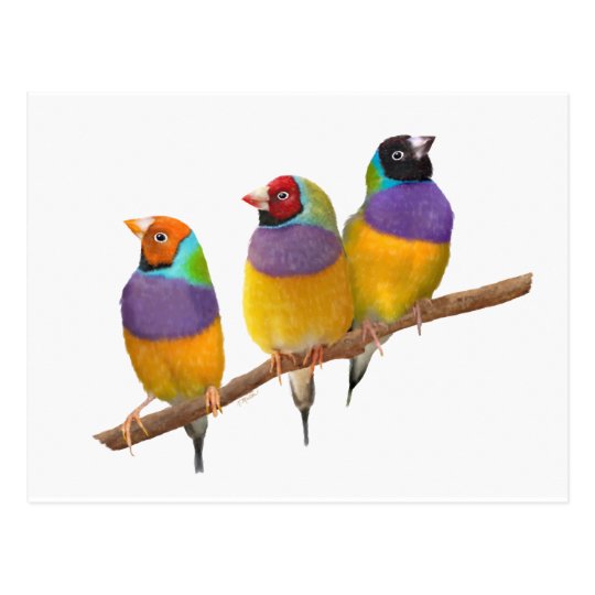 Cartao Postal Passarinhos Coloridos De Gouldian Nos Pastels Zazzle Com Br Resultado de imagem para passarinhos silvestres voando imagens desenho colorir passaros passarinho voando passarinho voando desenhos para colorir cartao postal passarinhos coloridos de gouldian nos pastels